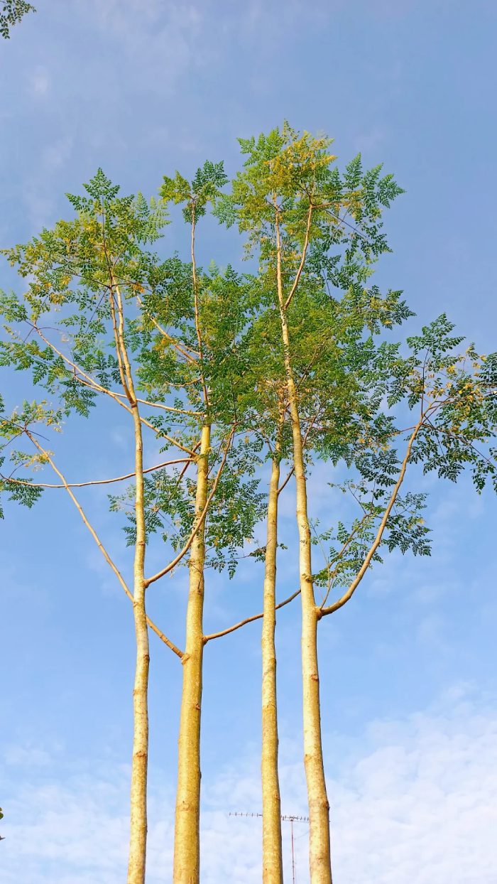 ảnh bình yên​ 10