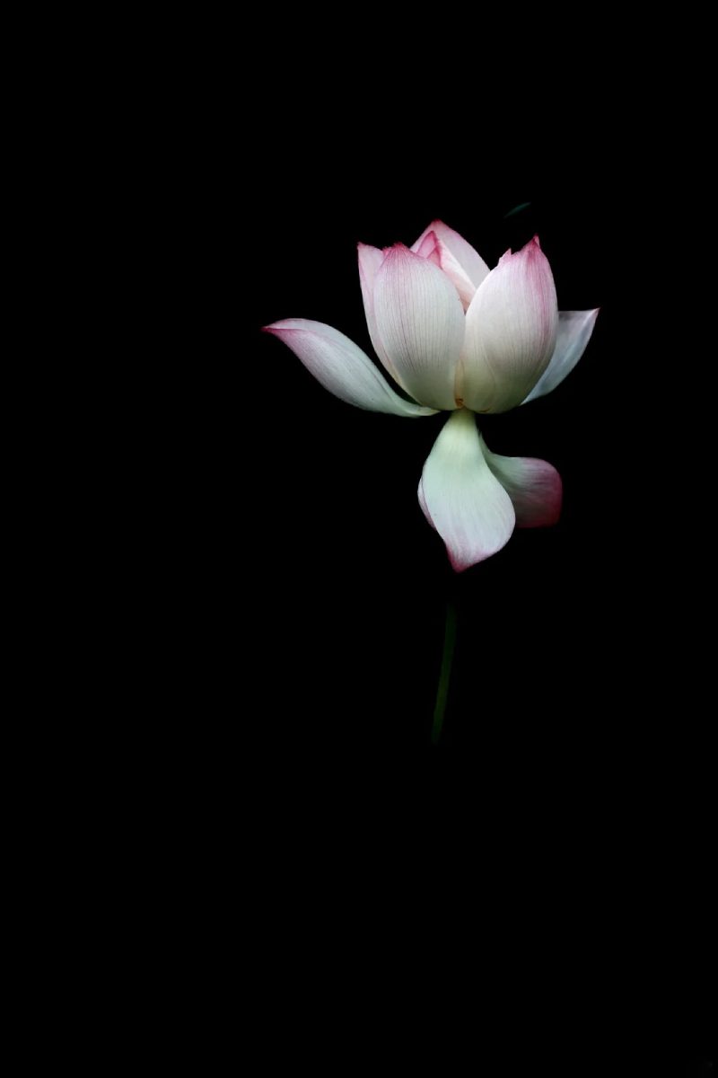 ảnh hoa sen nền đen 10