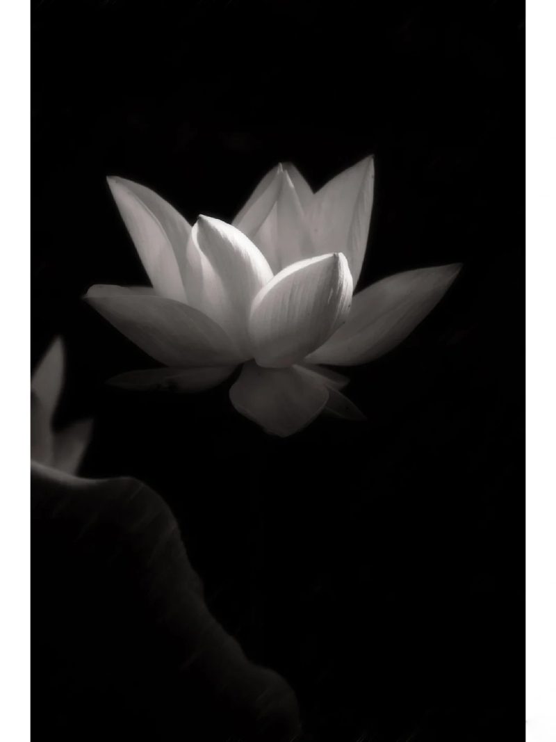 ảnh hoa sen nền đen 12