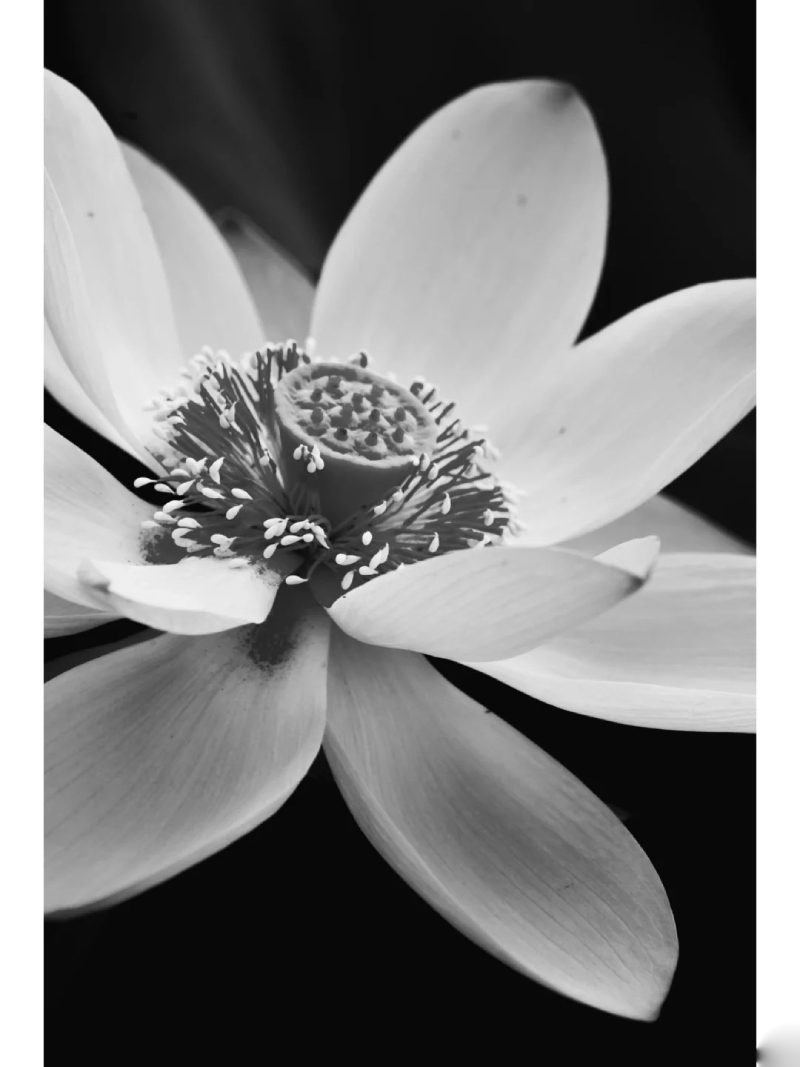 ảnh hoa sen nền đen 13