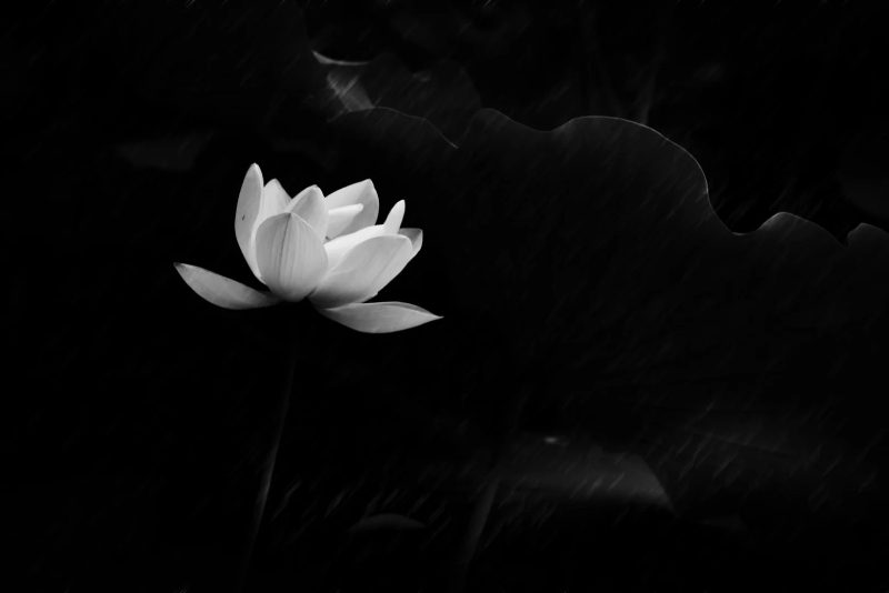 ảnh hoa sen nền đen 14
