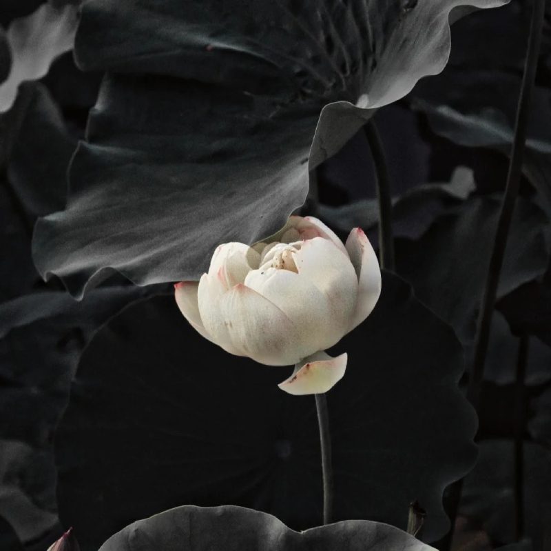 ảnh hoa sen nền đen 16