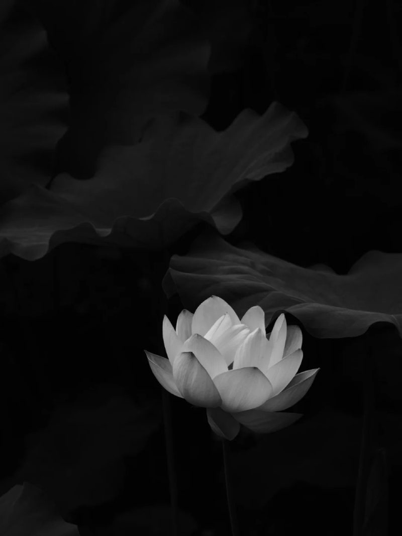 ảnh hoa sen nền đen 17