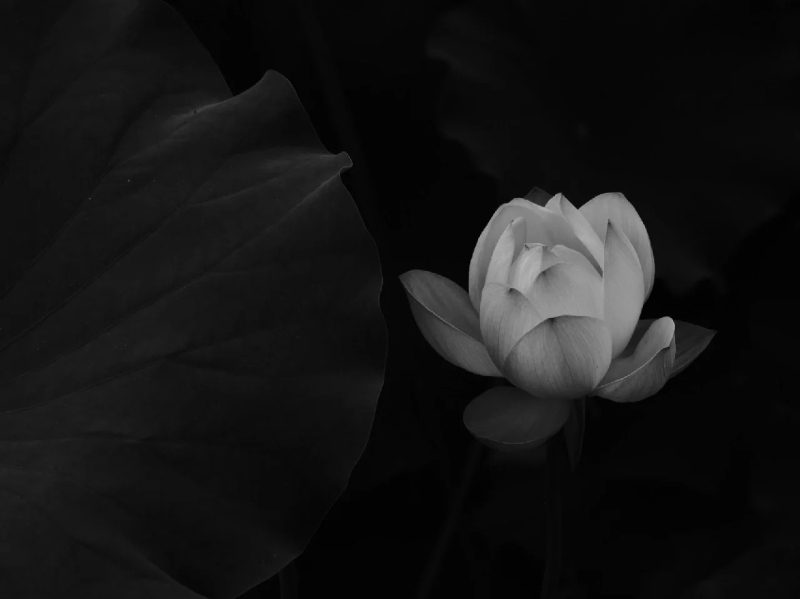 ảnh hoa sen nền đen 20