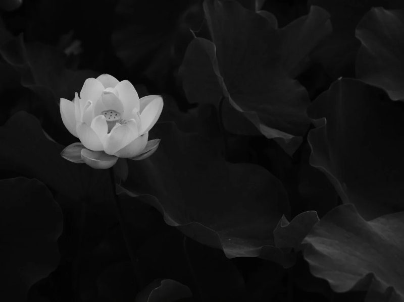 ảnh hoa sen nền đen 25