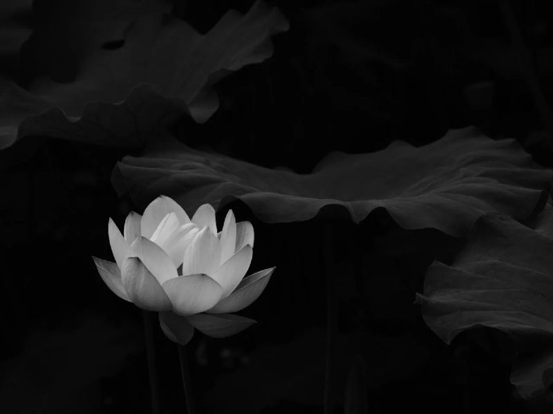 ảnh hoa sen nền đen 26