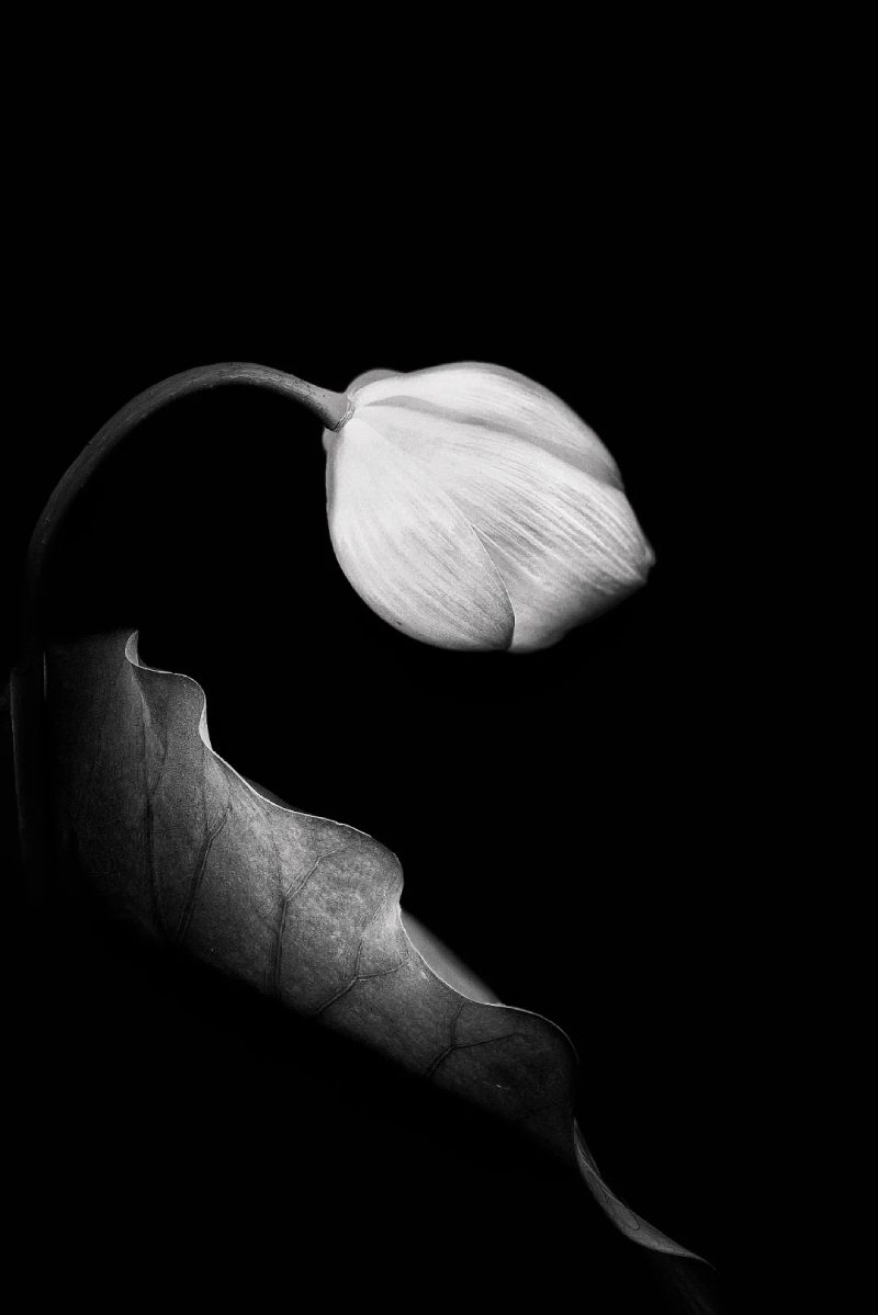 ảnh hoa sen nền đen 27