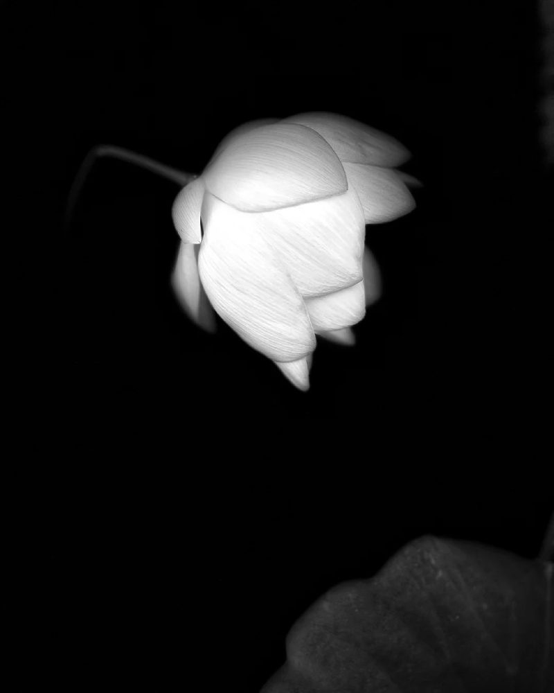 ảnh hoa sen nền đen 28