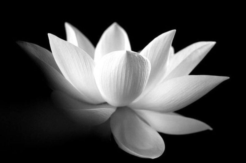 ảnh hoa sen nền đen 6