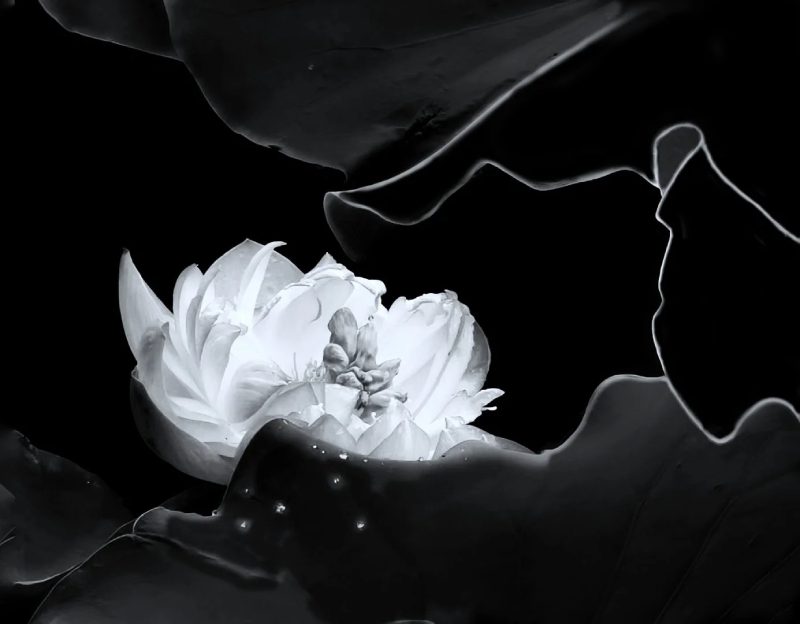 ảnh hoa sen nền đen 9