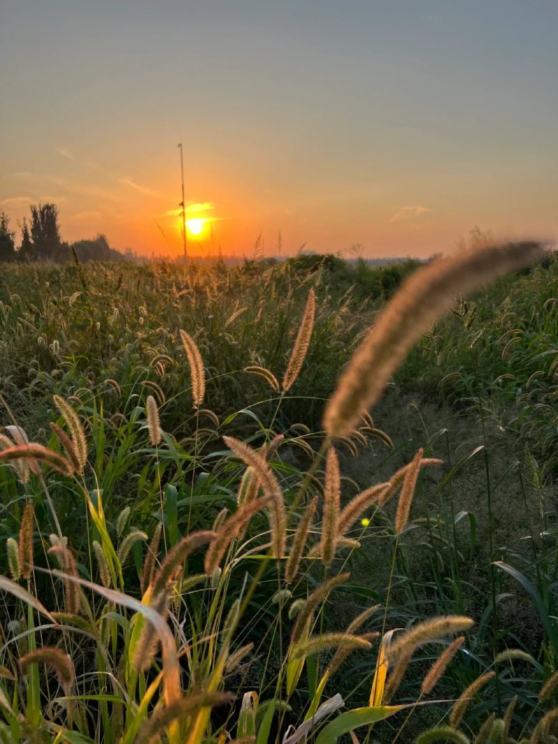 ảnh phong cảnh chill 11