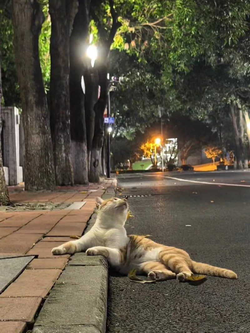 ảnh thành phố về đêm​ 13