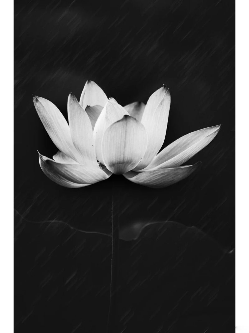 hình ảnh hoa sen trắng trên nền đen