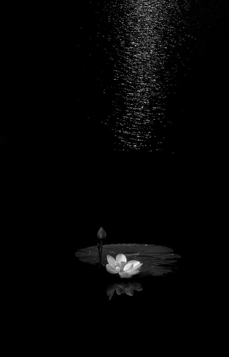 hình ảnh hoa sen trắng nền đen