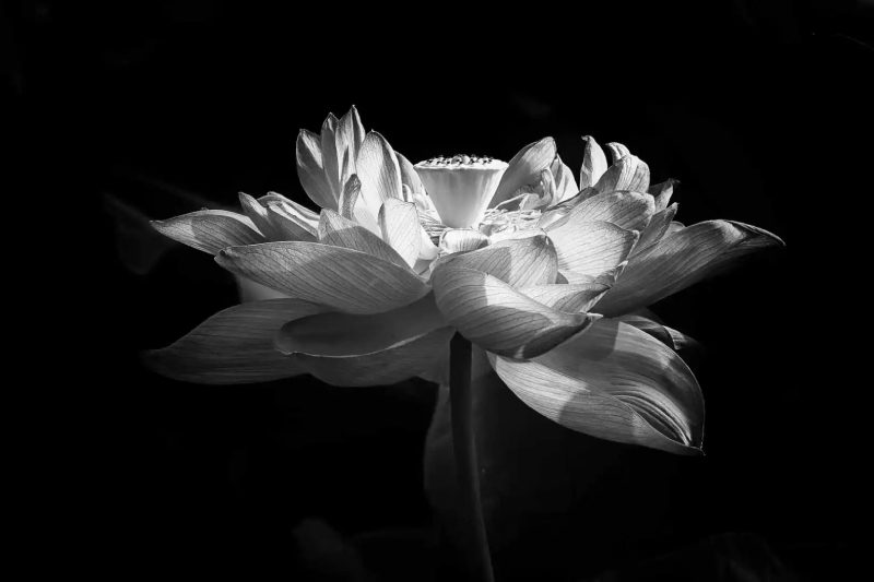 hình ảnh hoa sen viền trắng nền đen