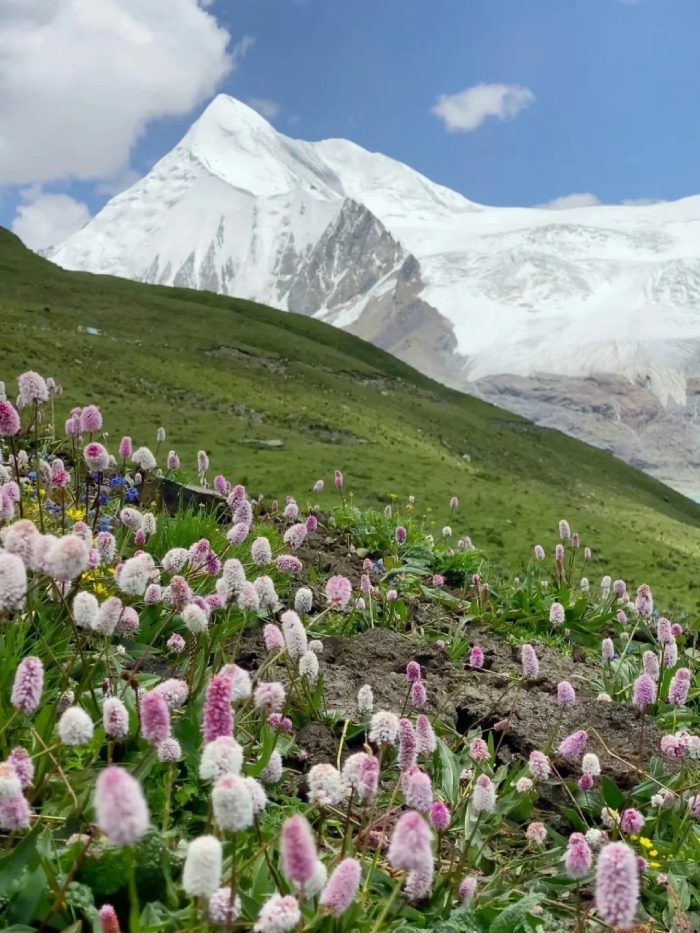 hình ảnh làng quê yên bình​ 