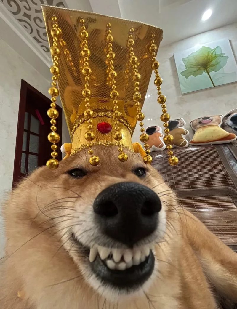 ảnh đại diện hài 23