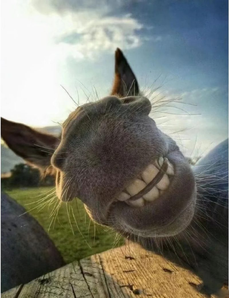 ảnh đại diện hài 26