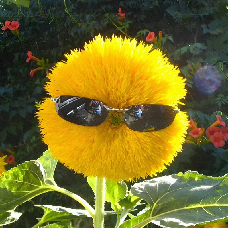 ảnh đại diện hài 4