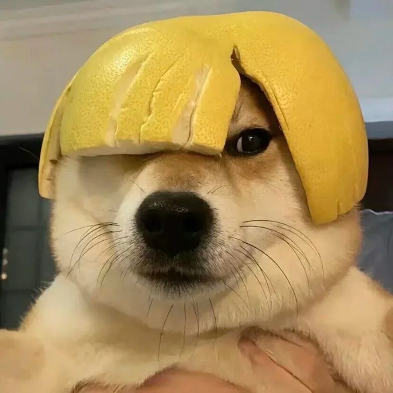 ảnh đại diện hài 6