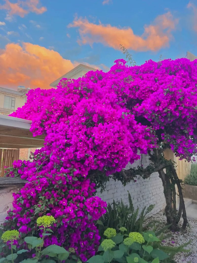 ảnh đẹp thiên nhiên 2