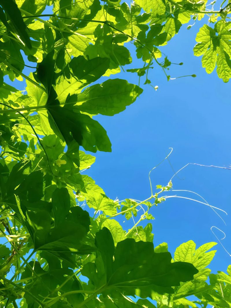 ảnh đẹp thiên nhiên 5