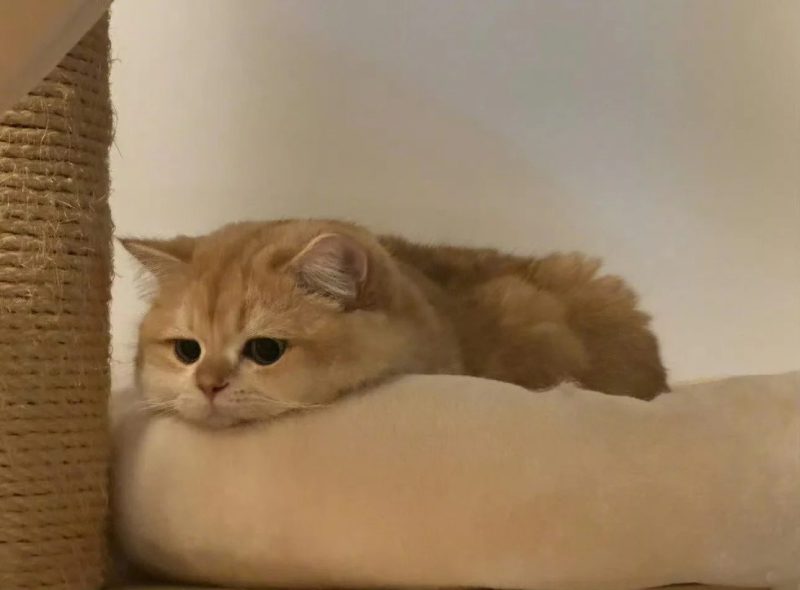 ảnh mèo buồn cute 1