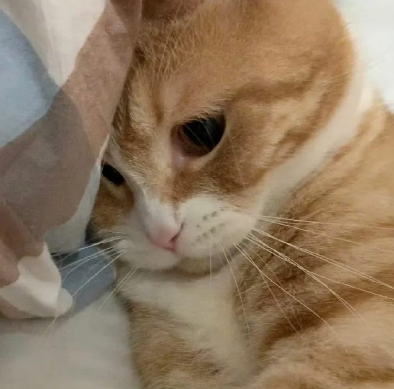 ảnh mèo buồn cute 10