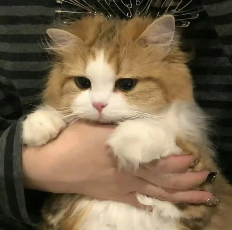 ảnh mèo buồn cute 11