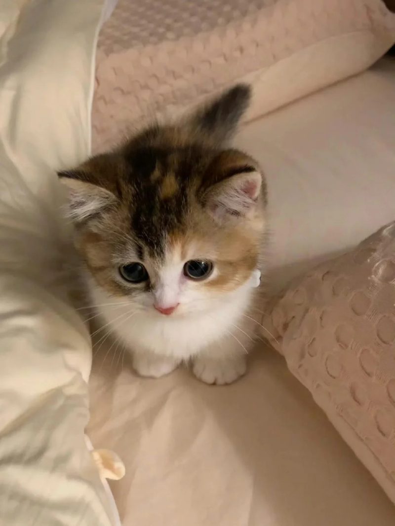 ảnh mèo buồn cute 13