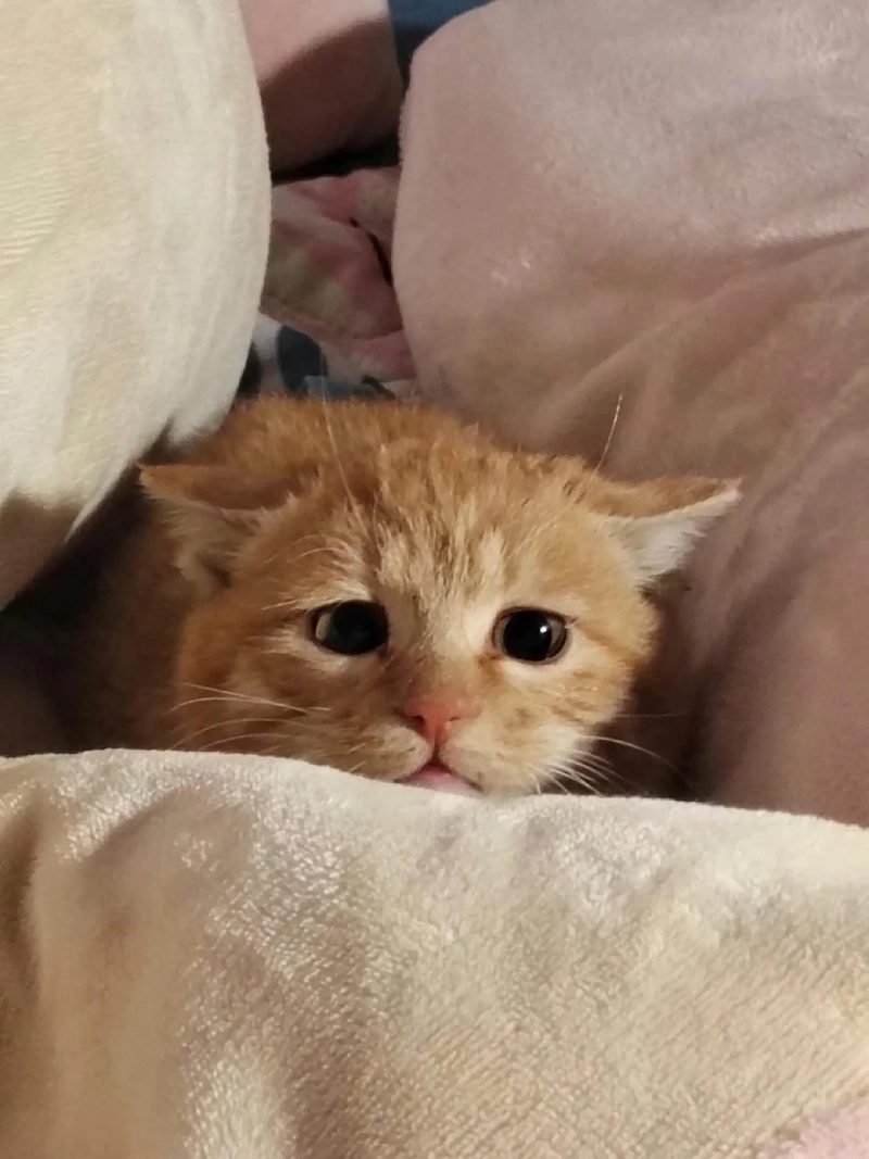 ảnh mèo buồn cute 14