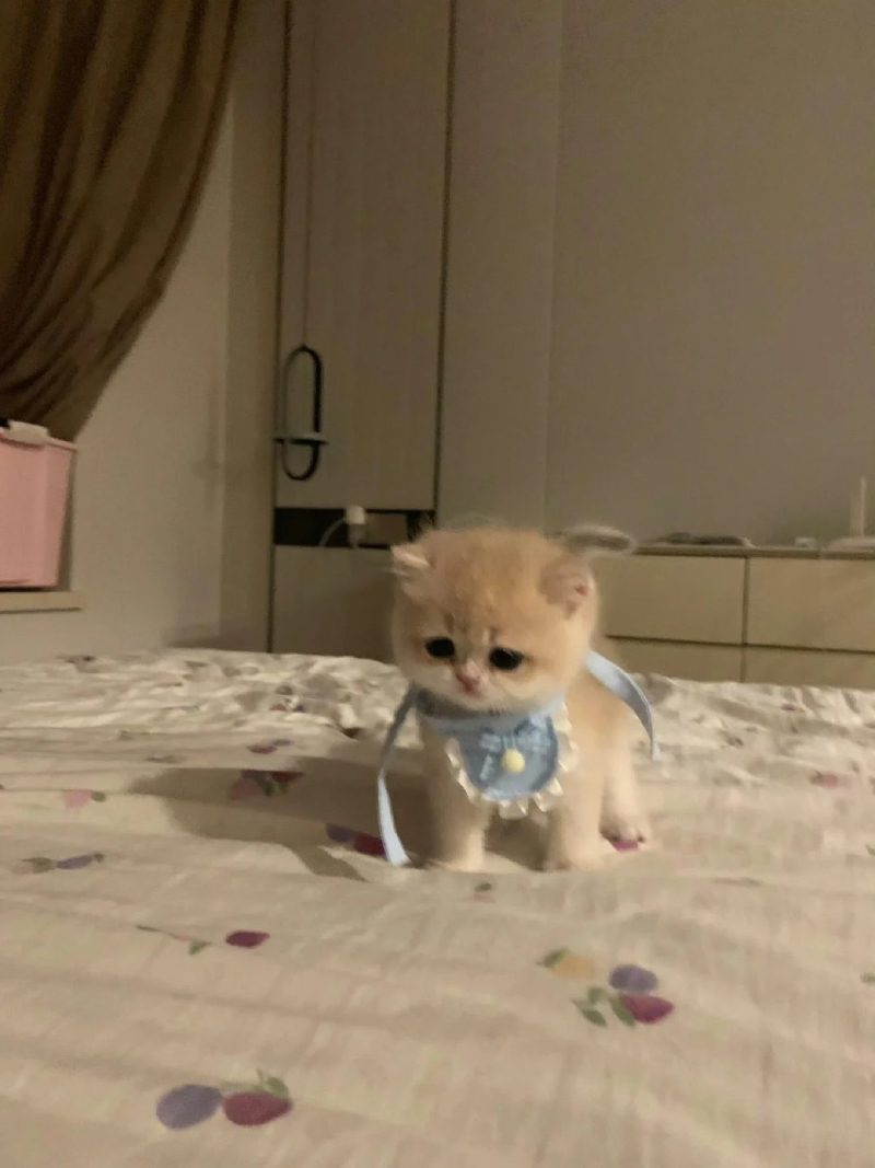 ảnh mèo buồn cute 15