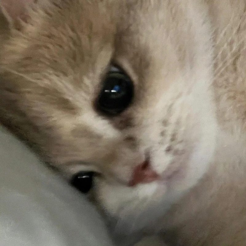 ảnh mèo buồn cute 16