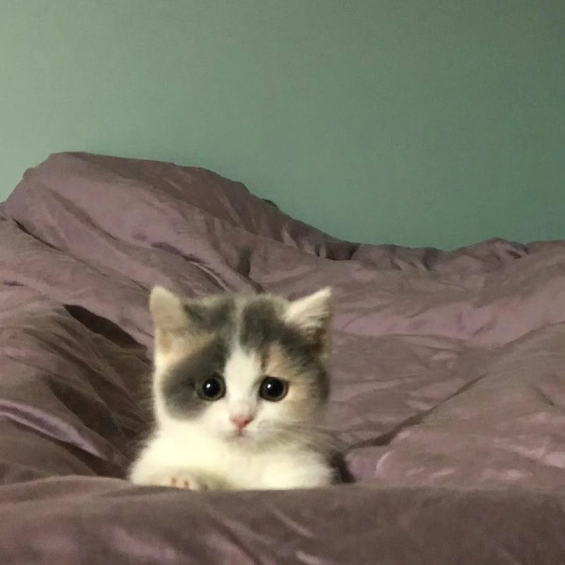 ảnh mèo buồn cute 17