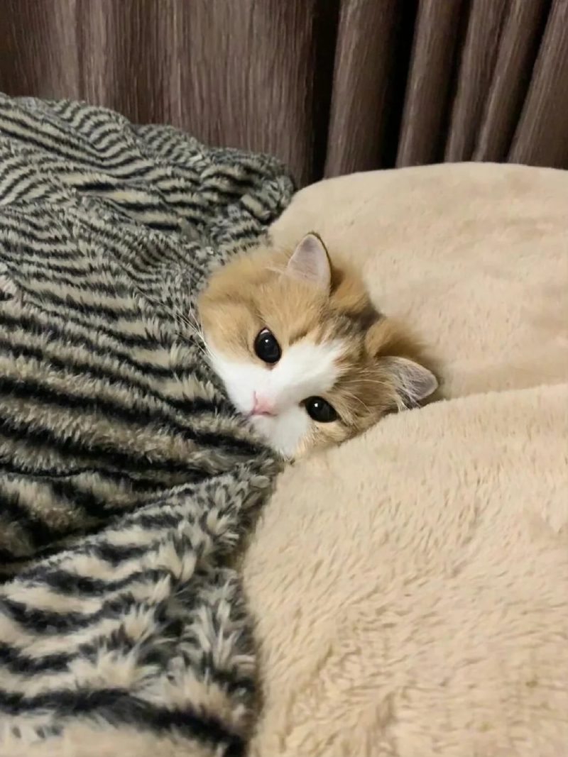 ảnh mèo buồn cute 18