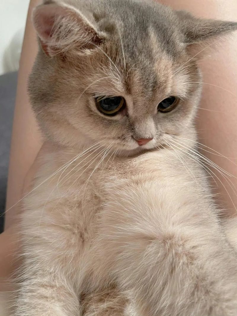 ảnh mèo buồn cute 19