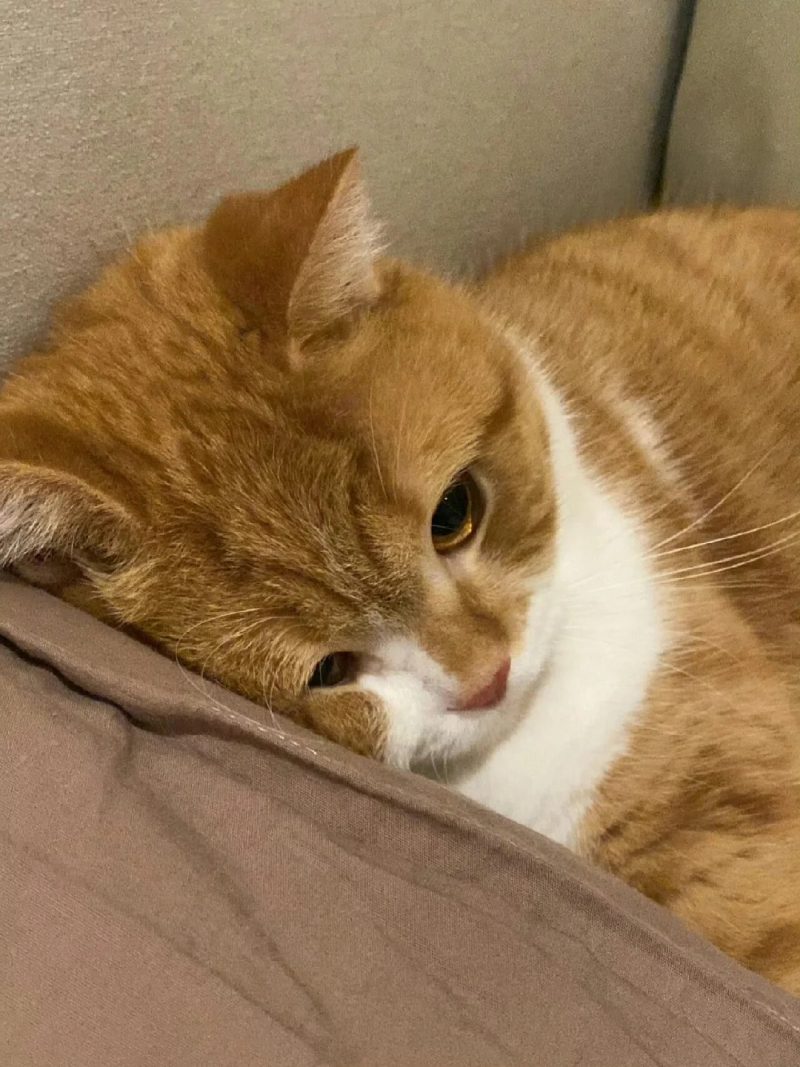 ảnh mèo buồn cute 20