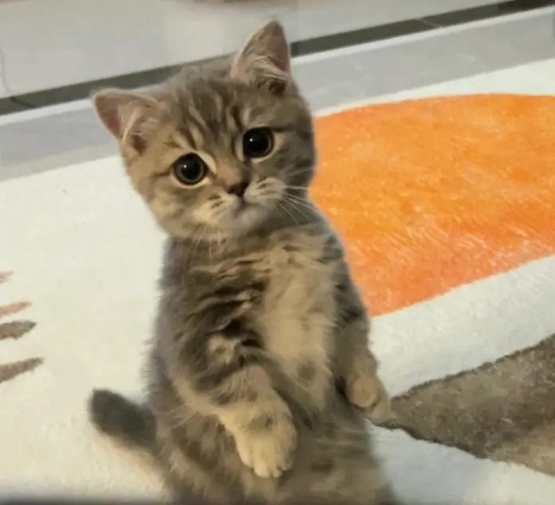 ảnh mèo buồn cute 21