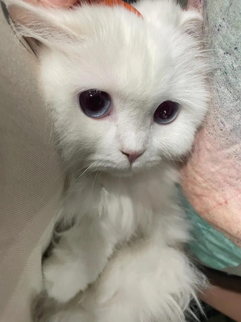 ảnh mèo buồn cute 23