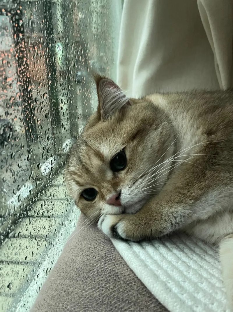 ảnh mèo buồn cute 24 