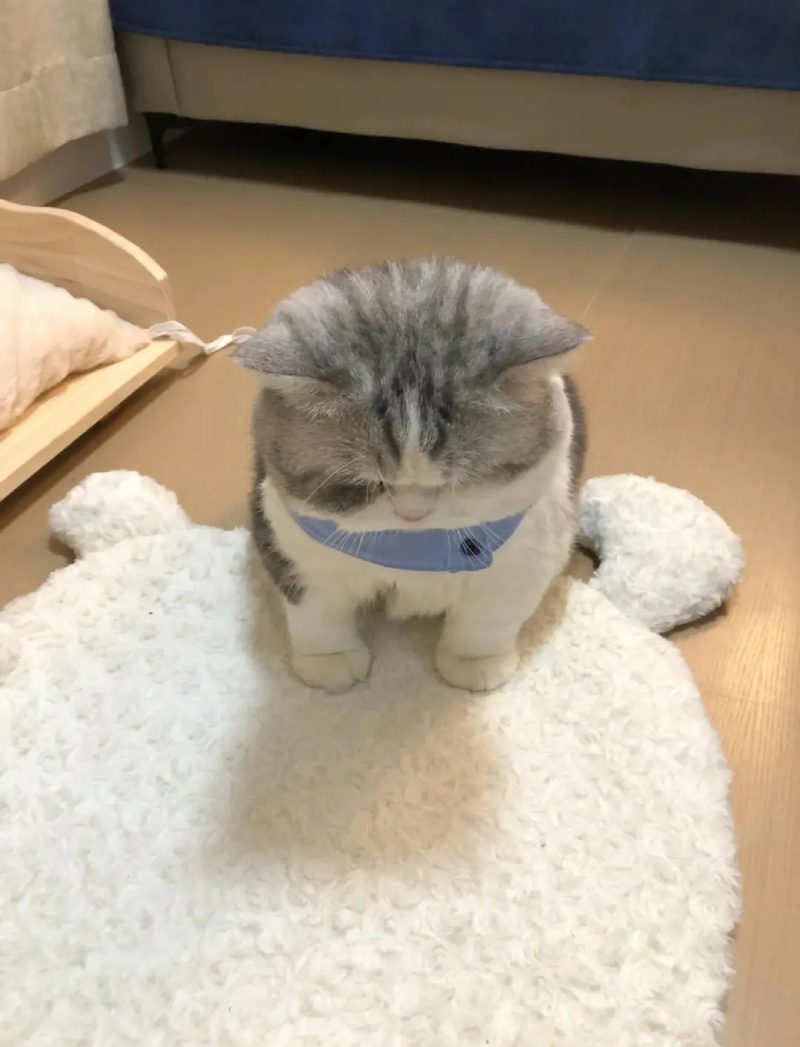 ảnh mèo buồn cute 25