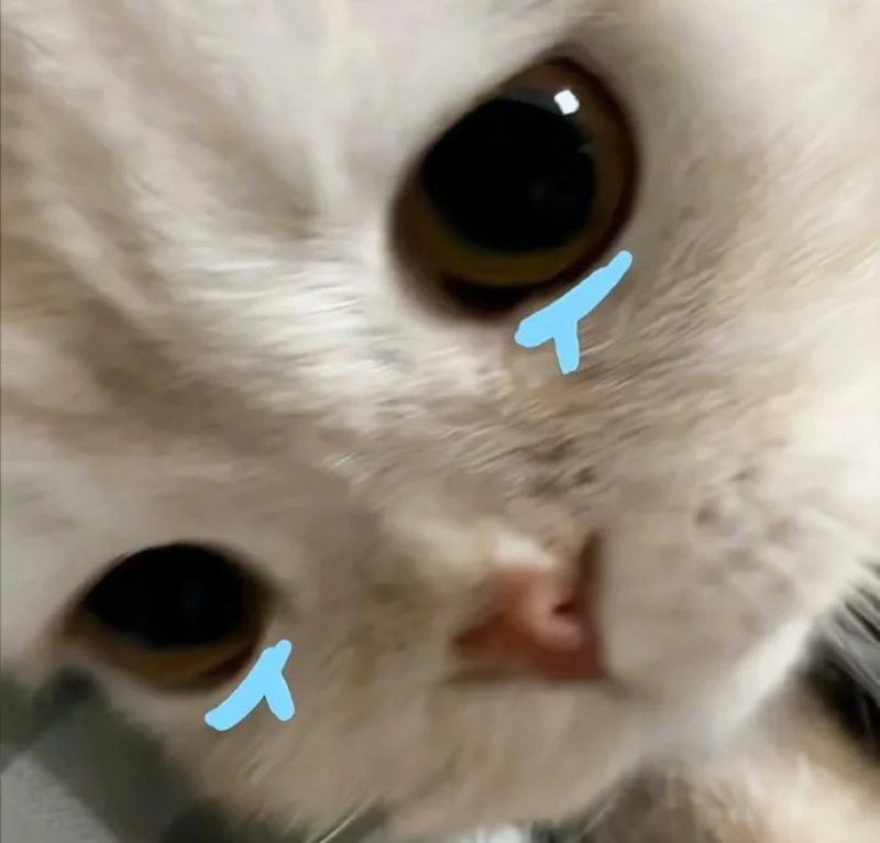 ảnh mèo buồn cute 26