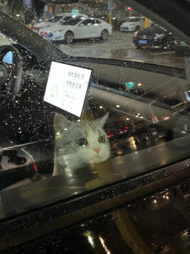 ảnh mèo buồn cute 26