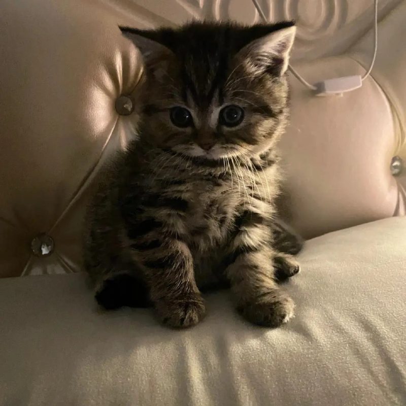 ảnh mèo buồn cute 27