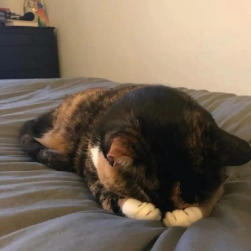 ảnh mèo buồn cute 28