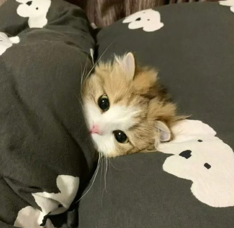 ảnh mèo buồn cute 29