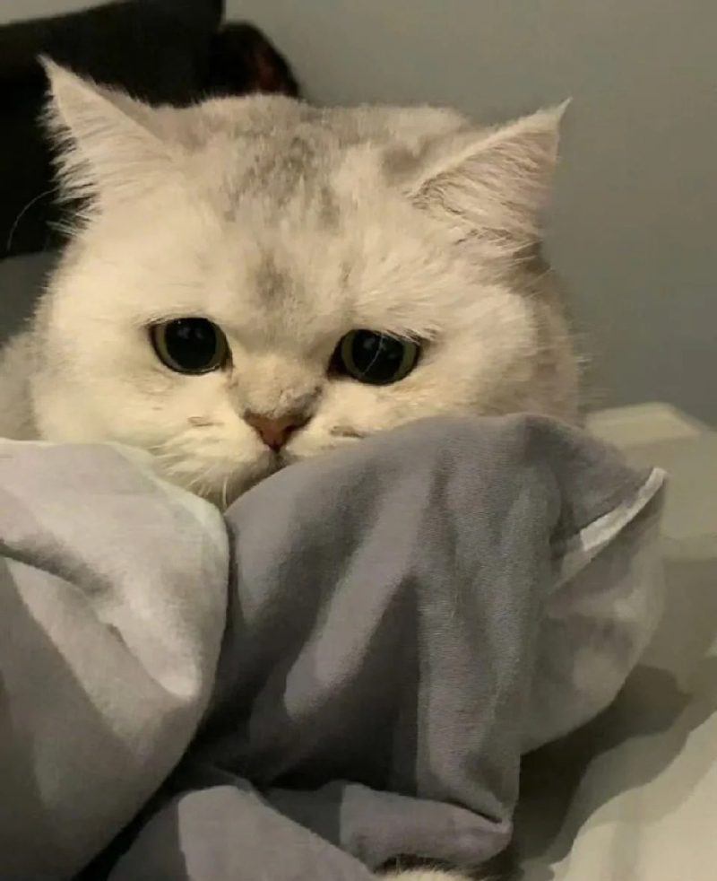 ảnh mèo buồn cute 3