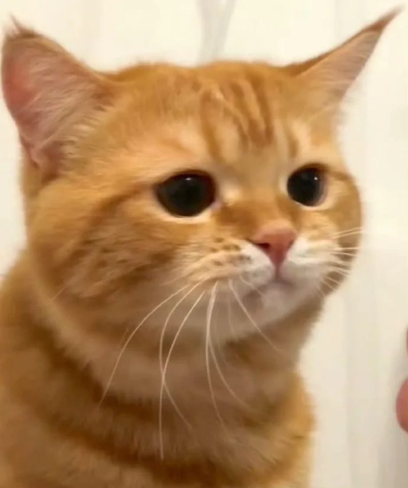 ảnh mèo buồn cute 30