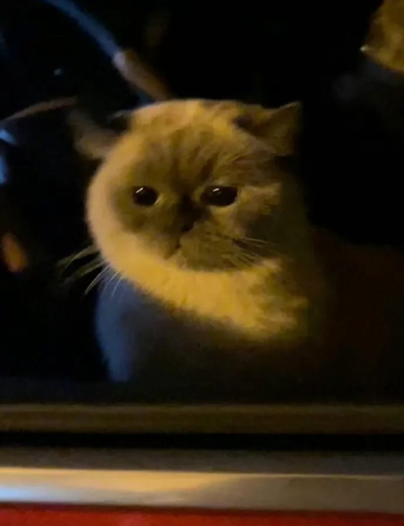 ảnh mèo buồn cute 31