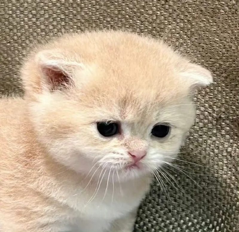 ảnh mèo buồn cute 32